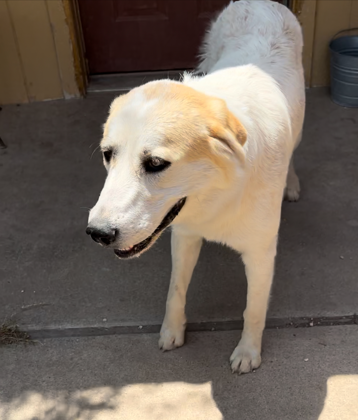Betty Jean, a Adopted Anatolian Shepherd in San Angelo, TX image 4/4