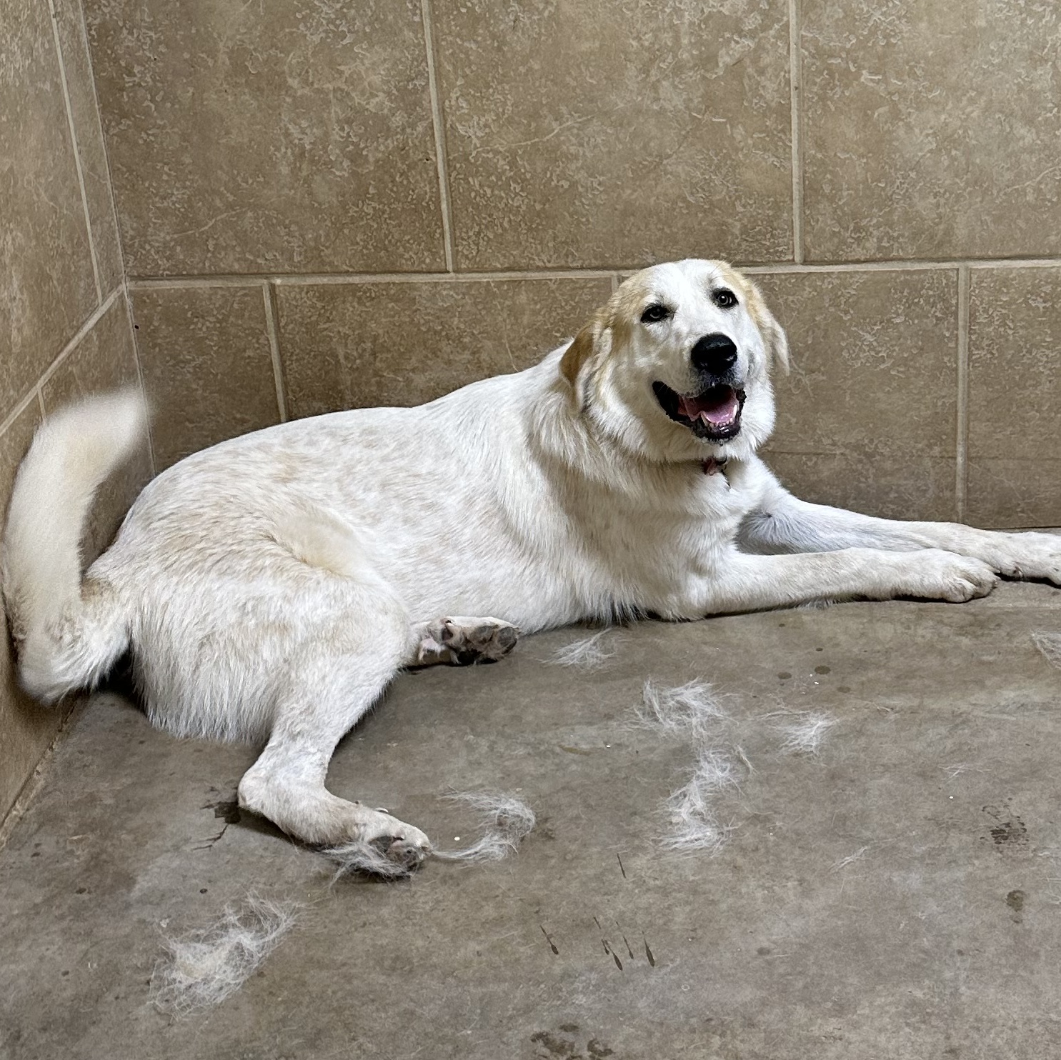 Betty Jean, a Adopted Anatolian Shepherd in San Angelo, TX image 1/4