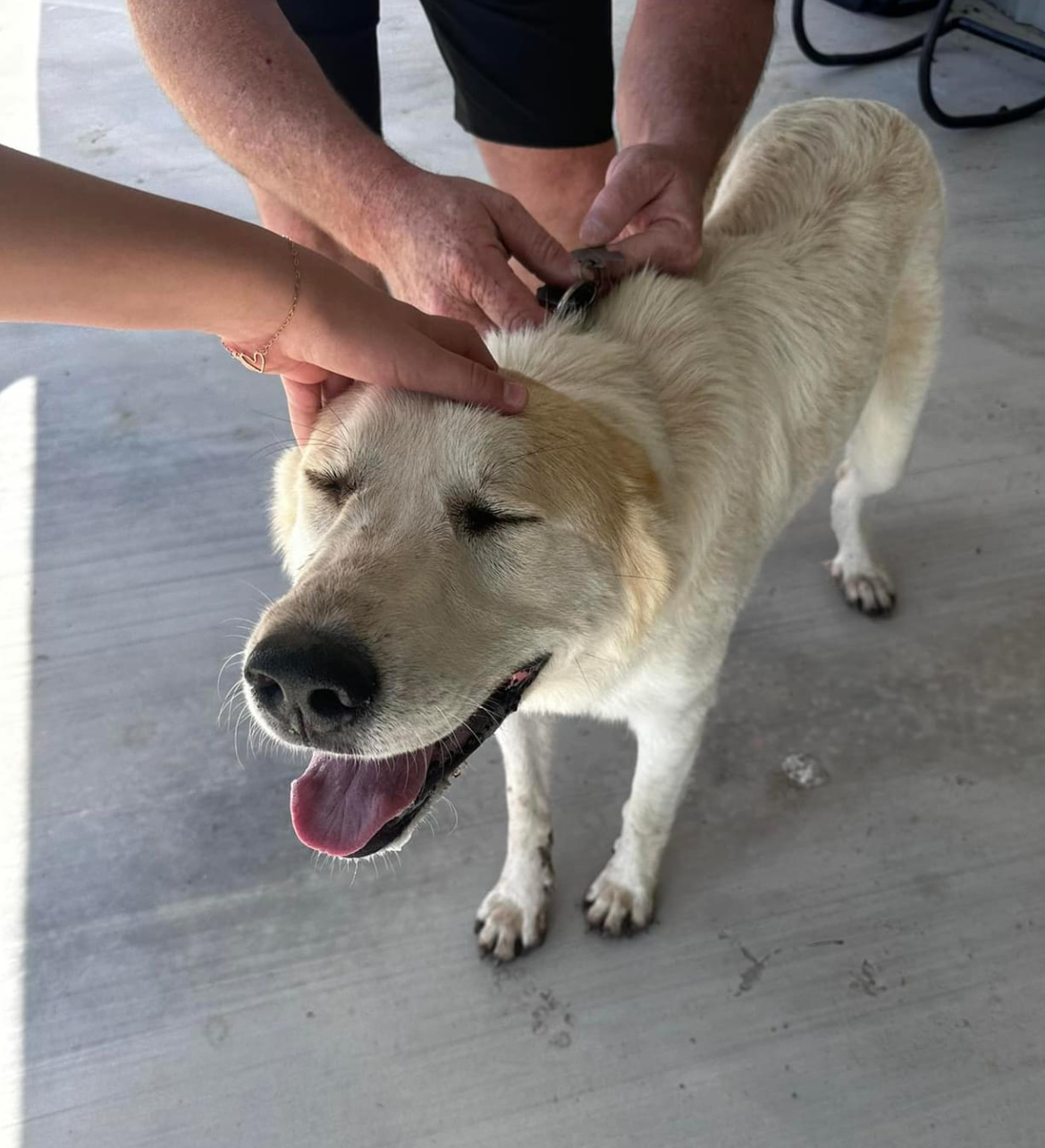 Betty Jean, a Adopted Anatolian Shepherd in San Angelo, TX image 3/4