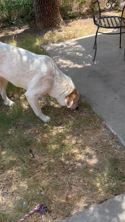 Enlarge Betty Jean, a Adopted Anatolian Shepherd in San Angelo, TX video 2/4