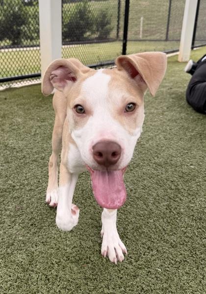 Enlarge Hercules, a Adoptable mixed breed in Daphne, AL image 1/2