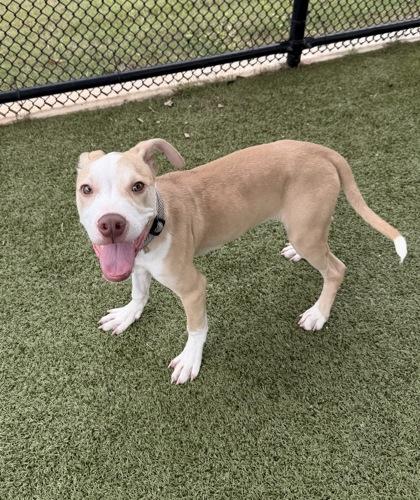 Enlarge Hercules, a Adoptable mixed breed in Daphne, AL image 2/2