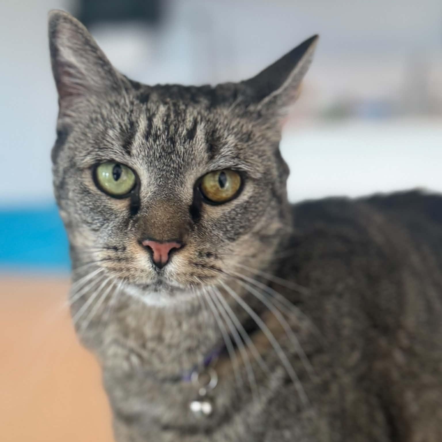 Lilly and Sofie, ADOPTABLE, Senior Female American Shorthair.