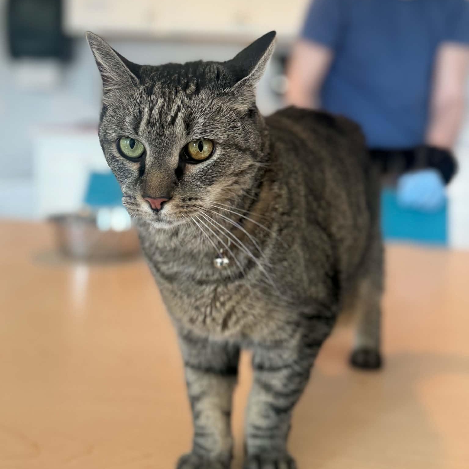 Lilly and Sofie, a ADOPTABLE American Shorthair in Danbury, CT image 2/3