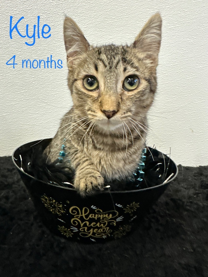 Enlarge Kyle, a Adoptable Domestic Short Hair in Huntington Beach, CA image 2/2