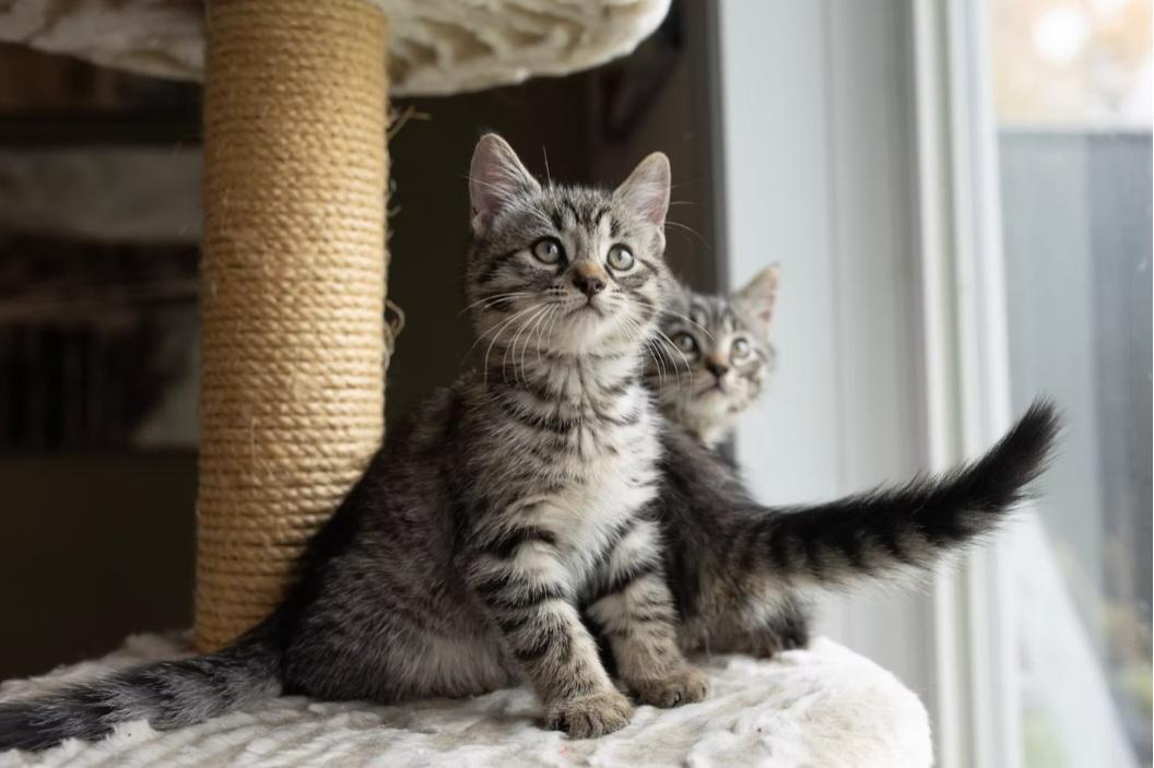 Enlarge Ping, a ADOPTABLE Domestic Medium Hair in Montréal, QC image 1/3