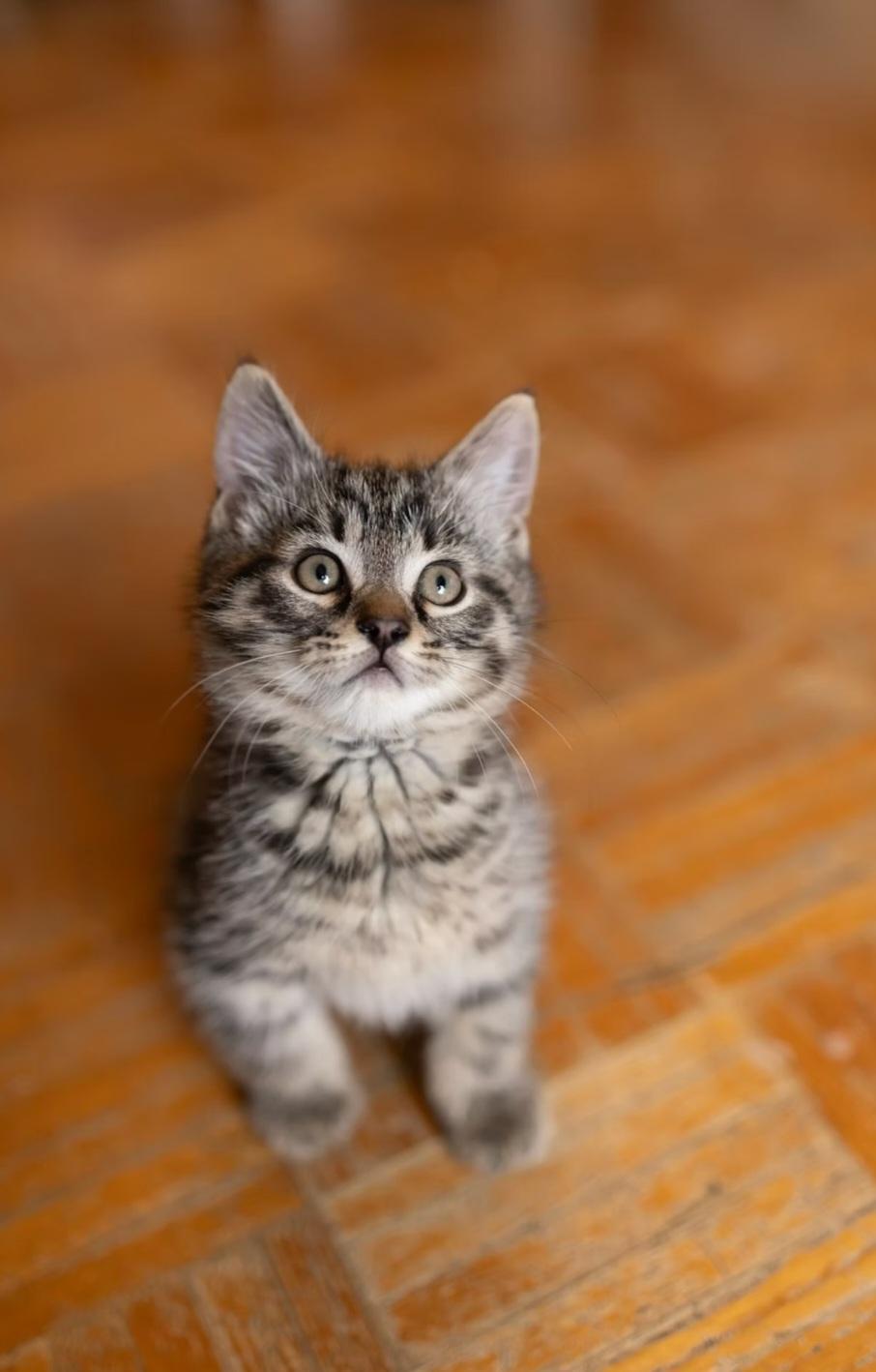 Enlarge Ping, a ADOPTABLE Domestic Medium Hair in Montréal, QC image 2/3