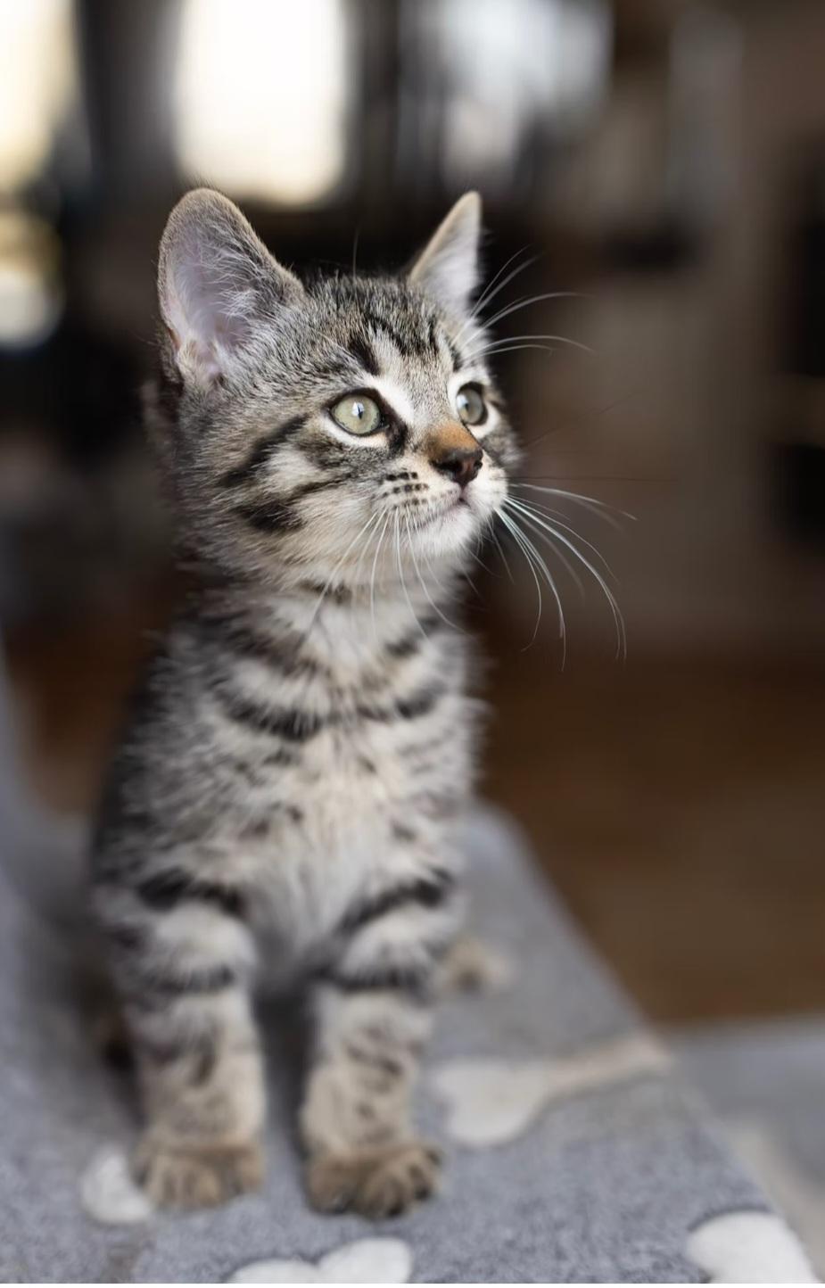 Enlarge Ping, a ADOPTABLE Domestic Medium Hair in Montréal, QC image 3/3