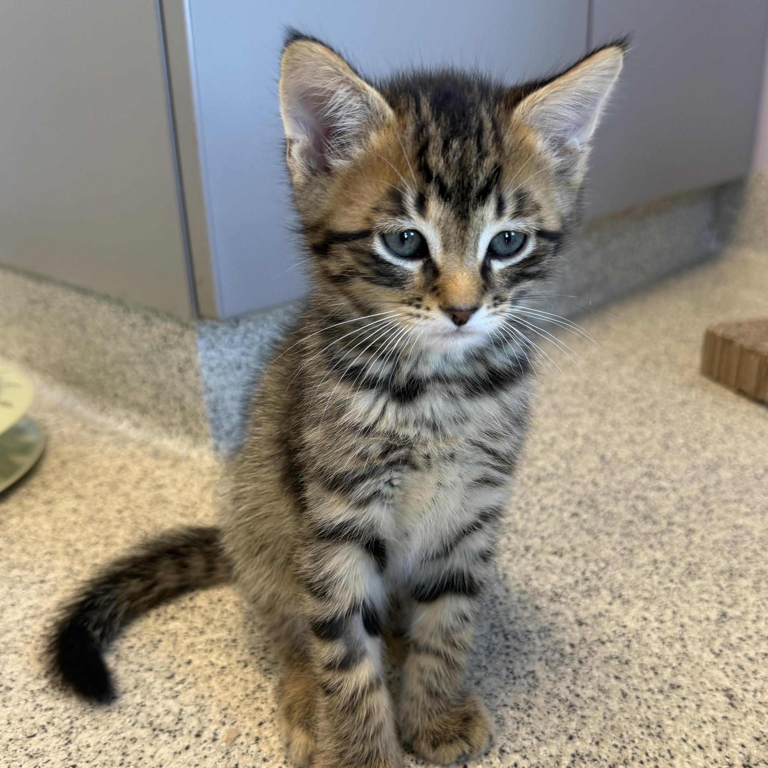 Sailor, adopted, Kitten Male Domestic Short Hair.