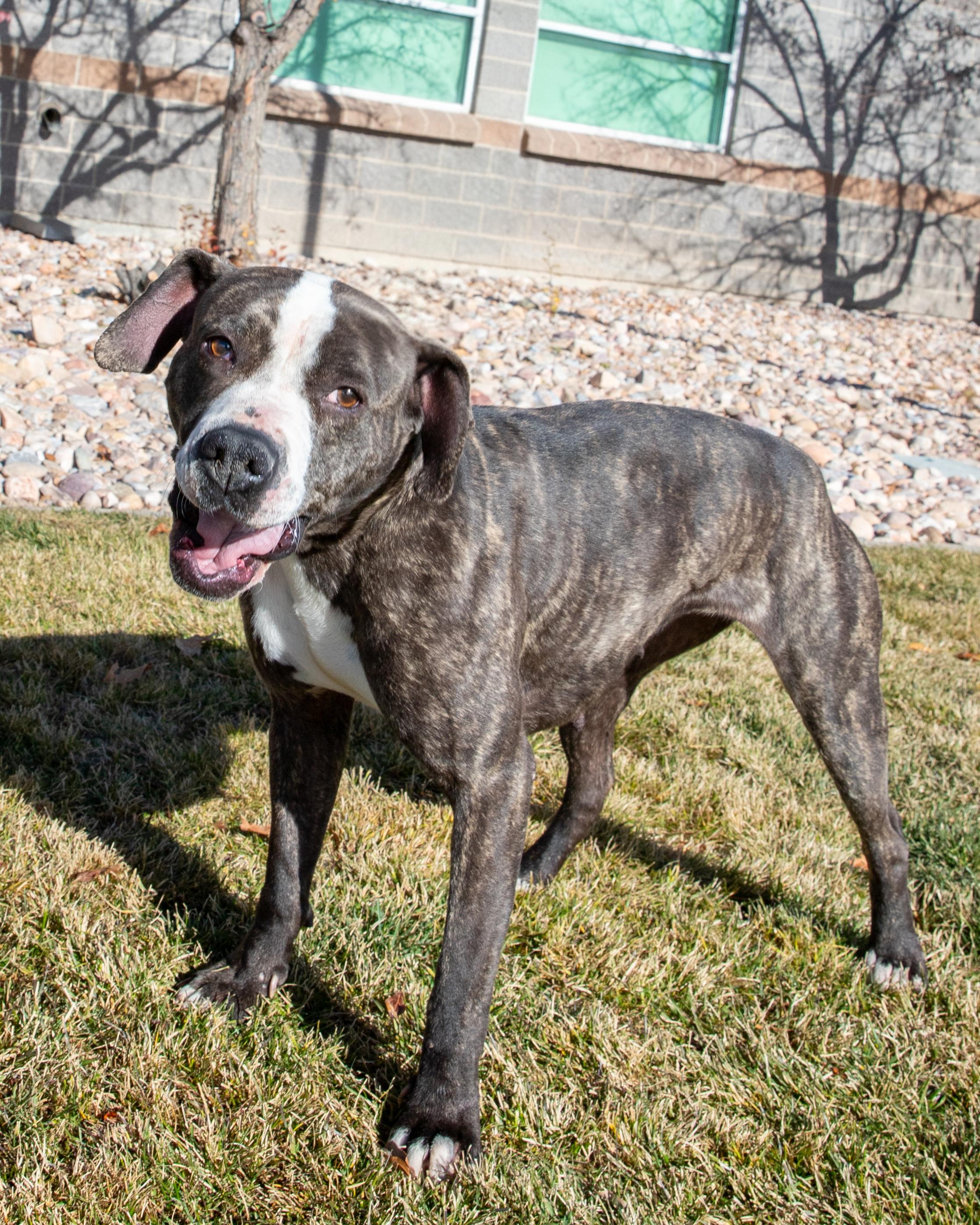 Cruella (91730) , adopted, Adult Female Pit Bull Terrier.