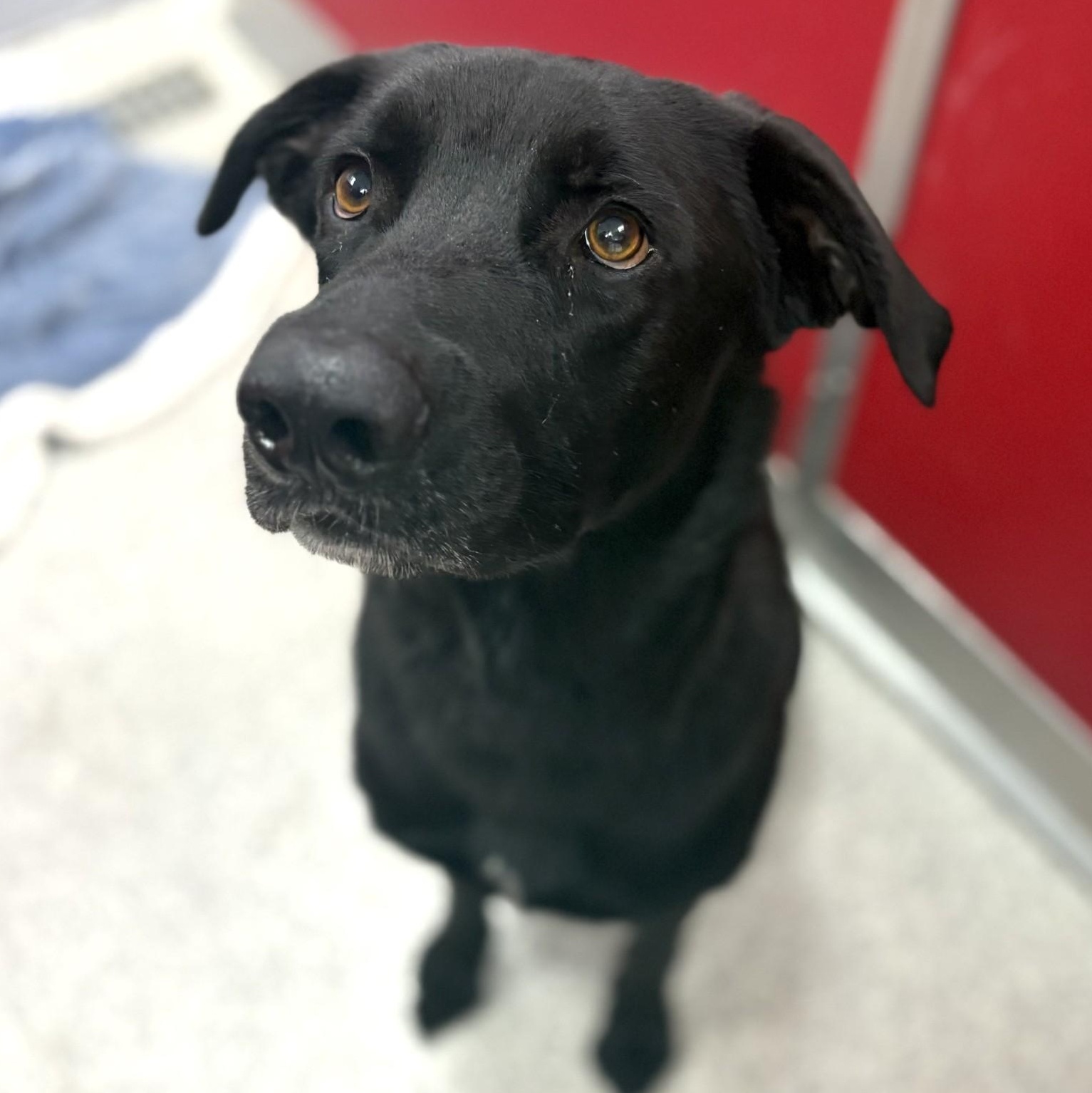 Apollo, an adoptable Black Labrador Retriever in Lake Havasu City, AZ, 86406 | Photo Image 1