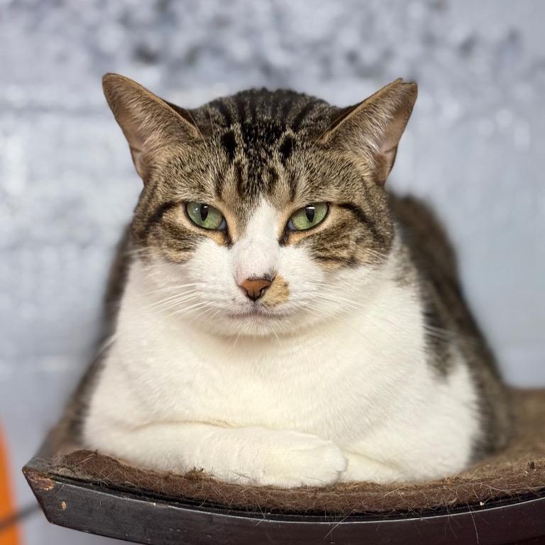 Tulip, Adoptable, Adult Male Domestic Short Hair.