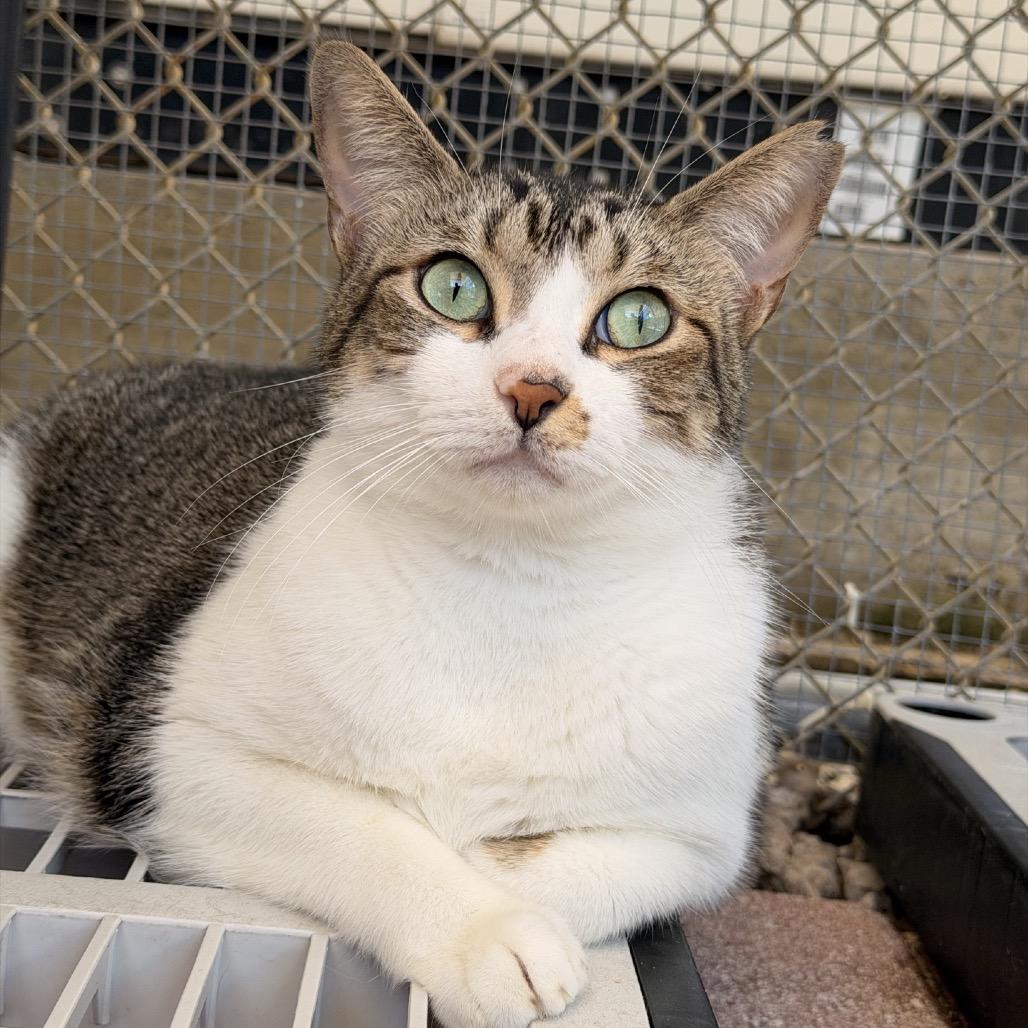 Tulip, a Adoptable Domestic Short Hair in Fort Lauderdale, FL image 2/3