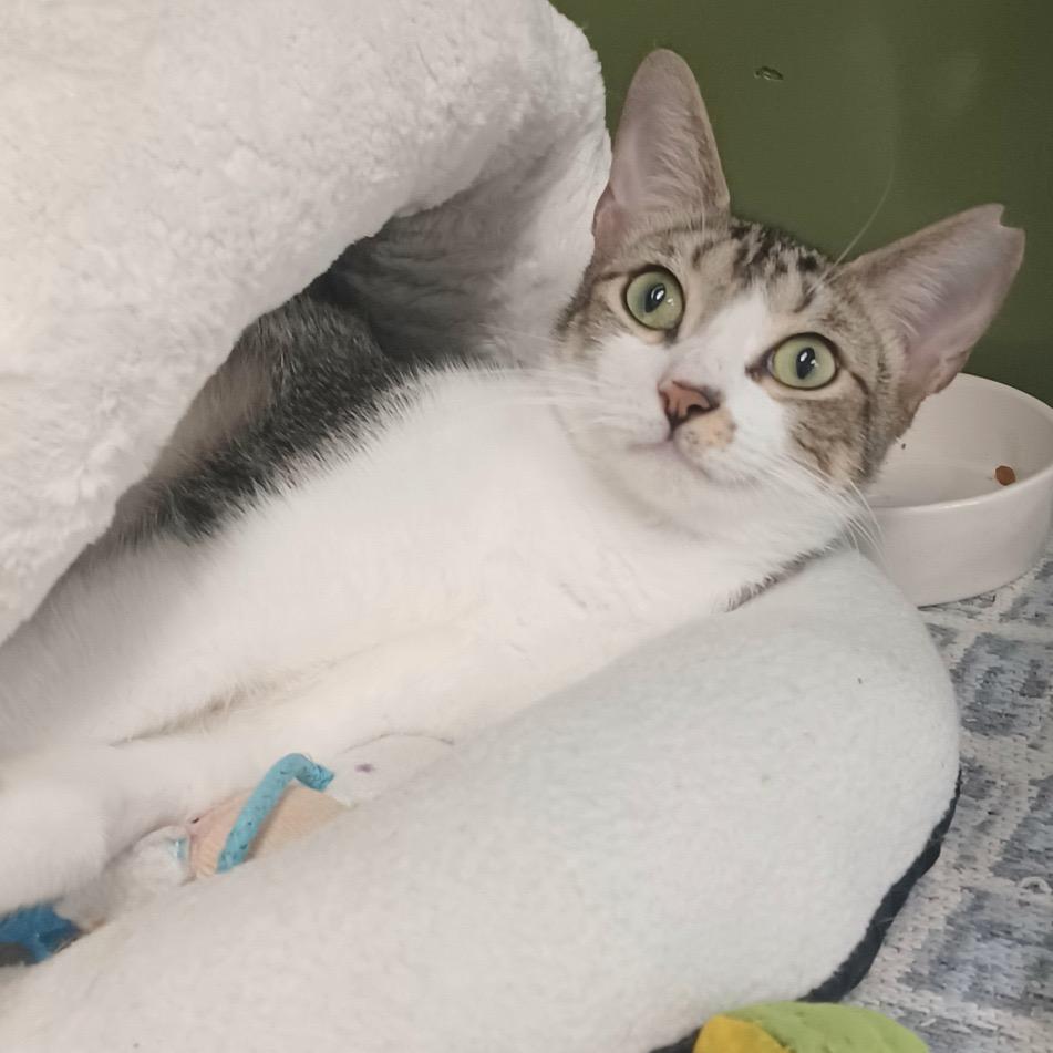 Enlarge Tulip, a Adoptable Domestic Short Hair in Fort Lauderdale, FL image 2/3