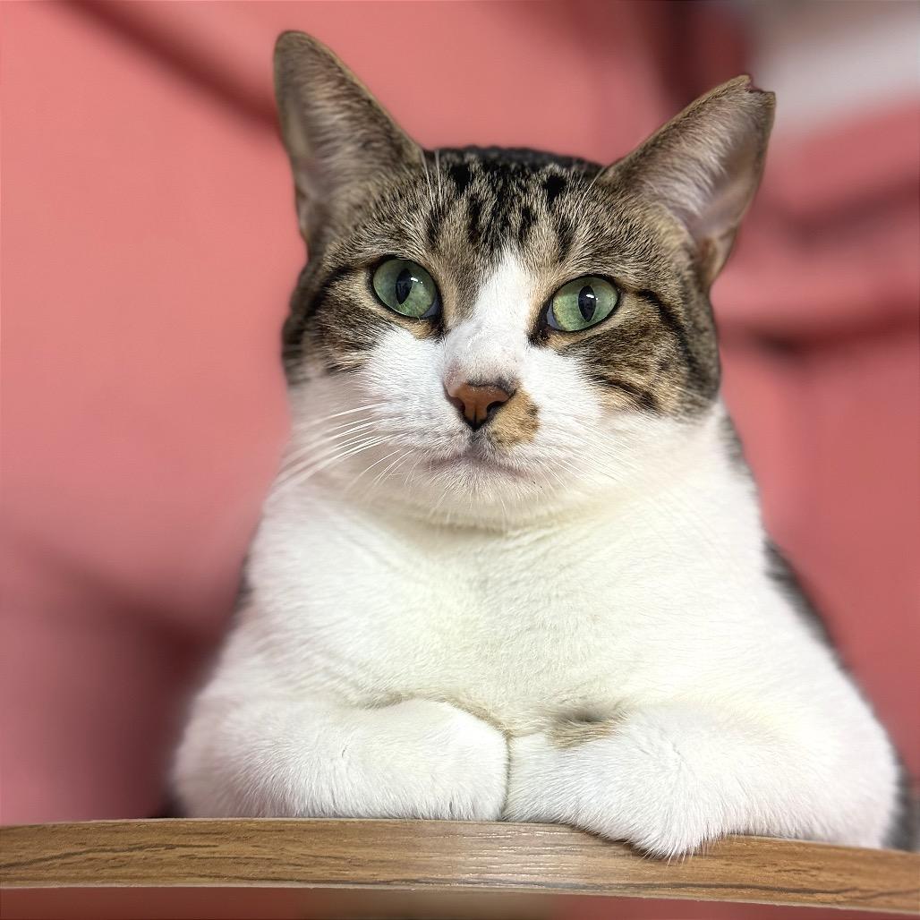 Enlarge Tulip, a Adoptable Domestic Short Hair in Fort Lauderdale, FL image 3/4