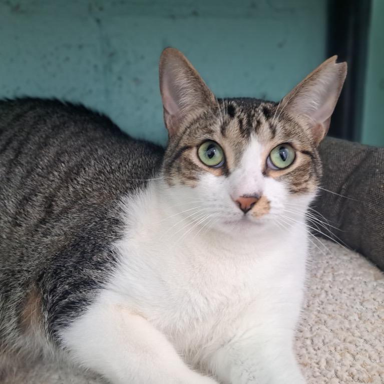 Enlarge Tulip, a Adoptable Domestic Short Hair in Fort Lauderdale, FL image 3/3