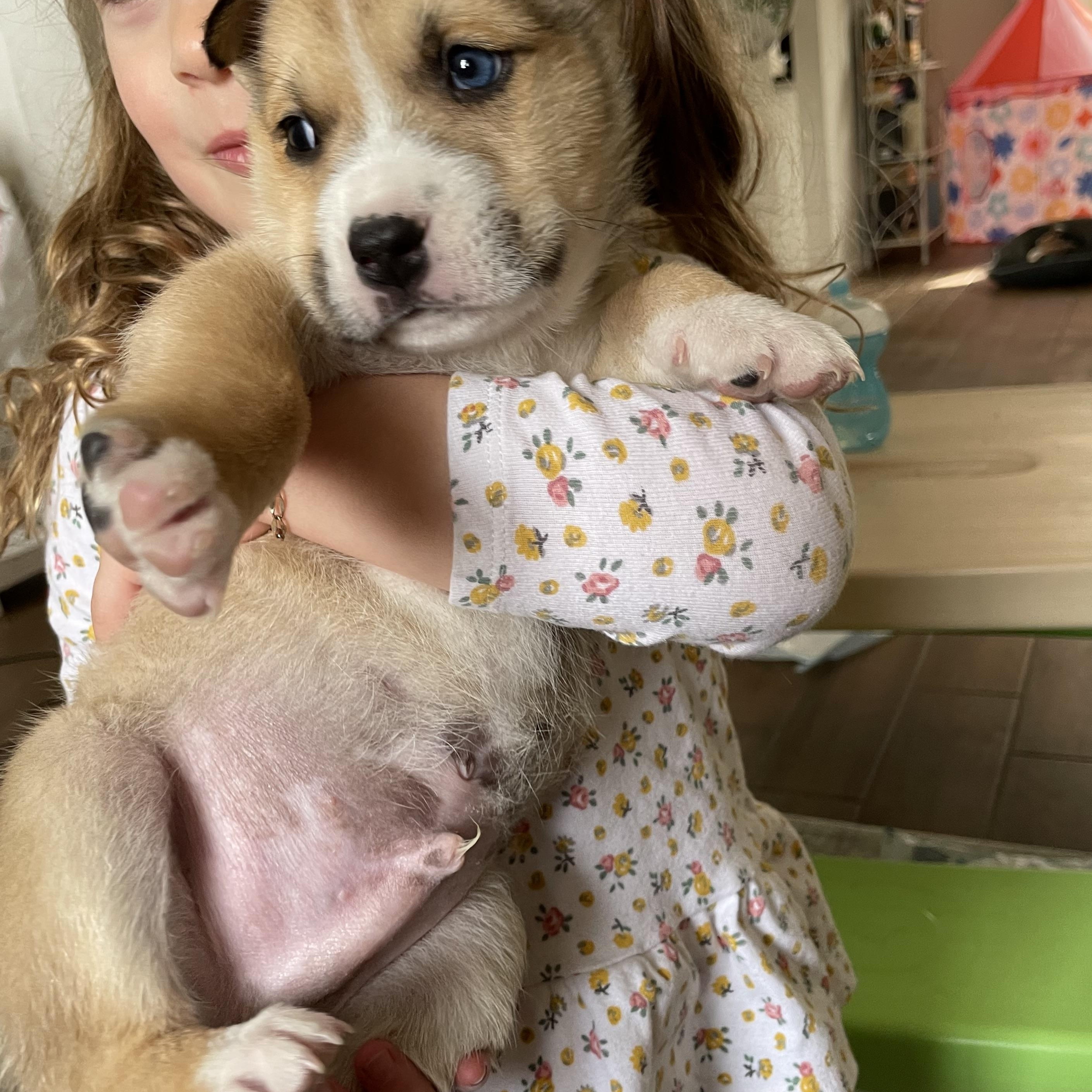 Enlarge Polo, a Adoptable mixed breed in Tallahassee, FL image 1/3