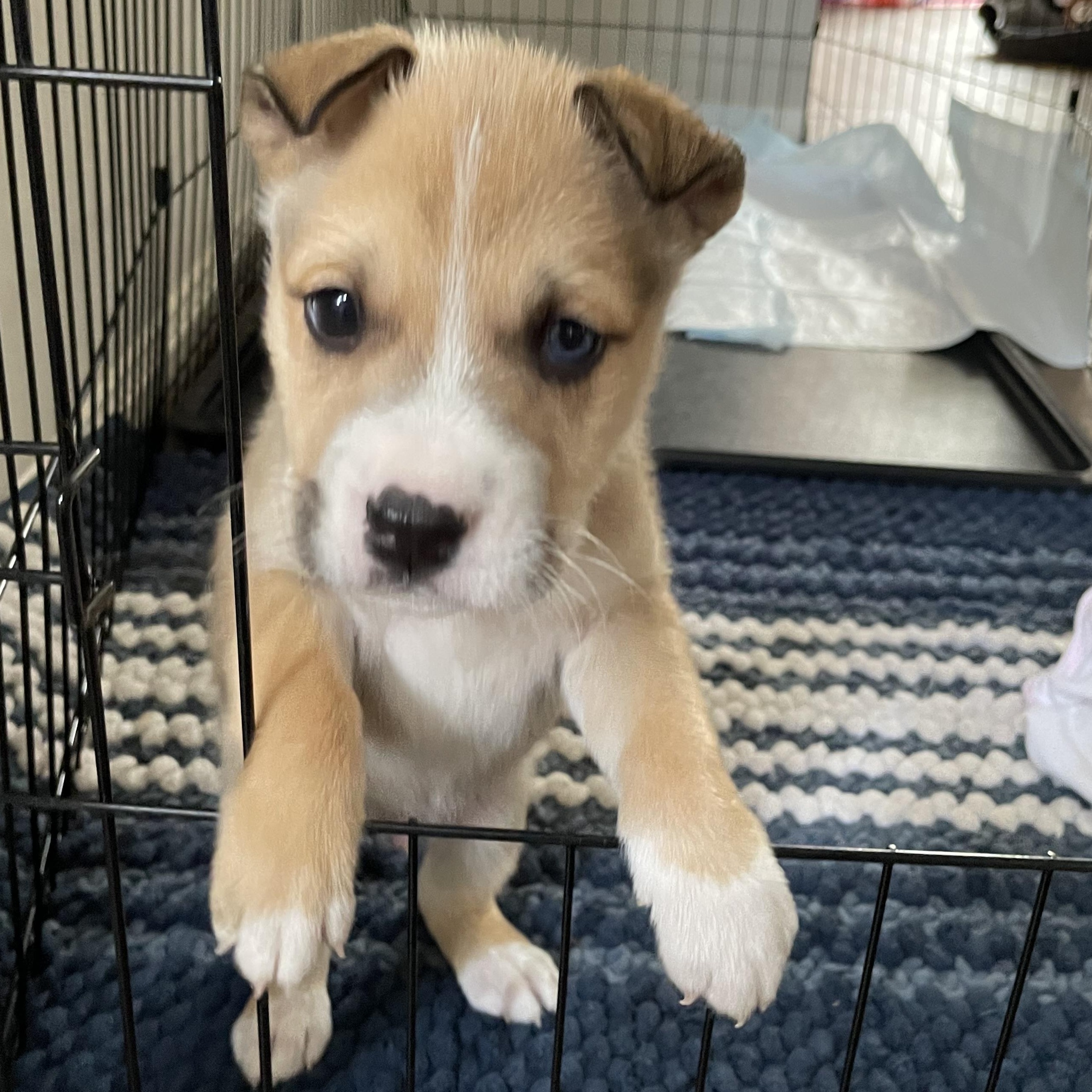Enlarge Polo, a Adoptable mixed breed in Tallahassee, FL image 2/3