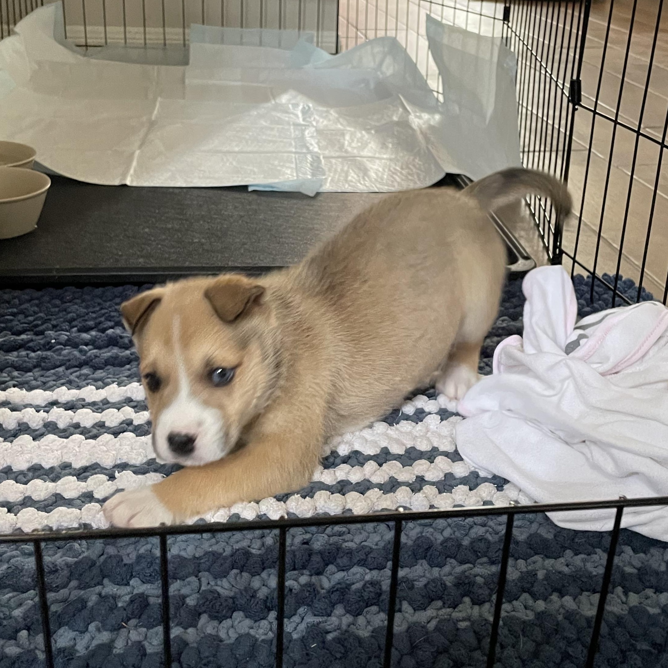 Enlarge Polo, a Adoptable mixed breed in Tallahassee, FL image 3/3