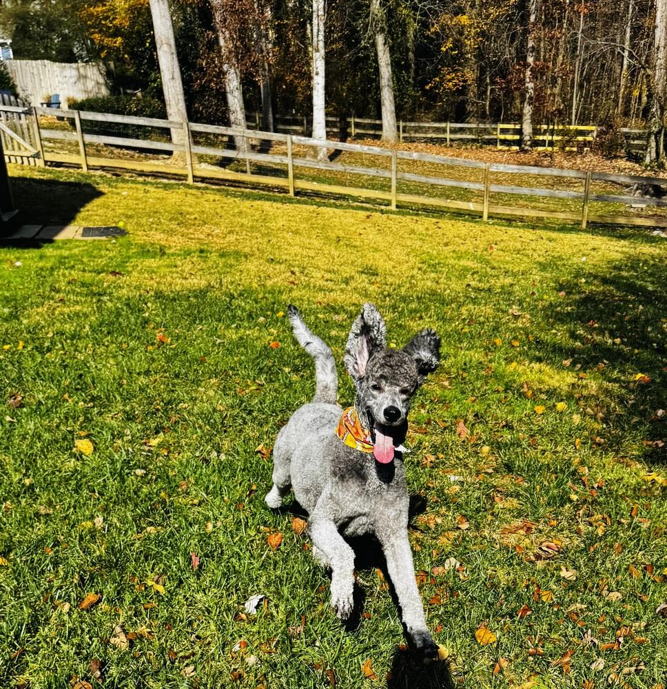 Teagan, Adoptable, Adult Female Standard Poodle.