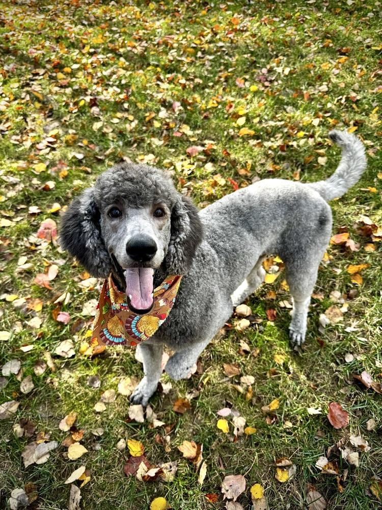 Enlarge Teagan, a Adoptable Standard Poodle in Dunwoody, GA image 3/4