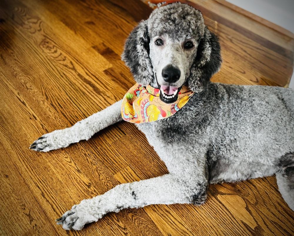 Teagan, Adoptable, Adult Female Standard Poodle.