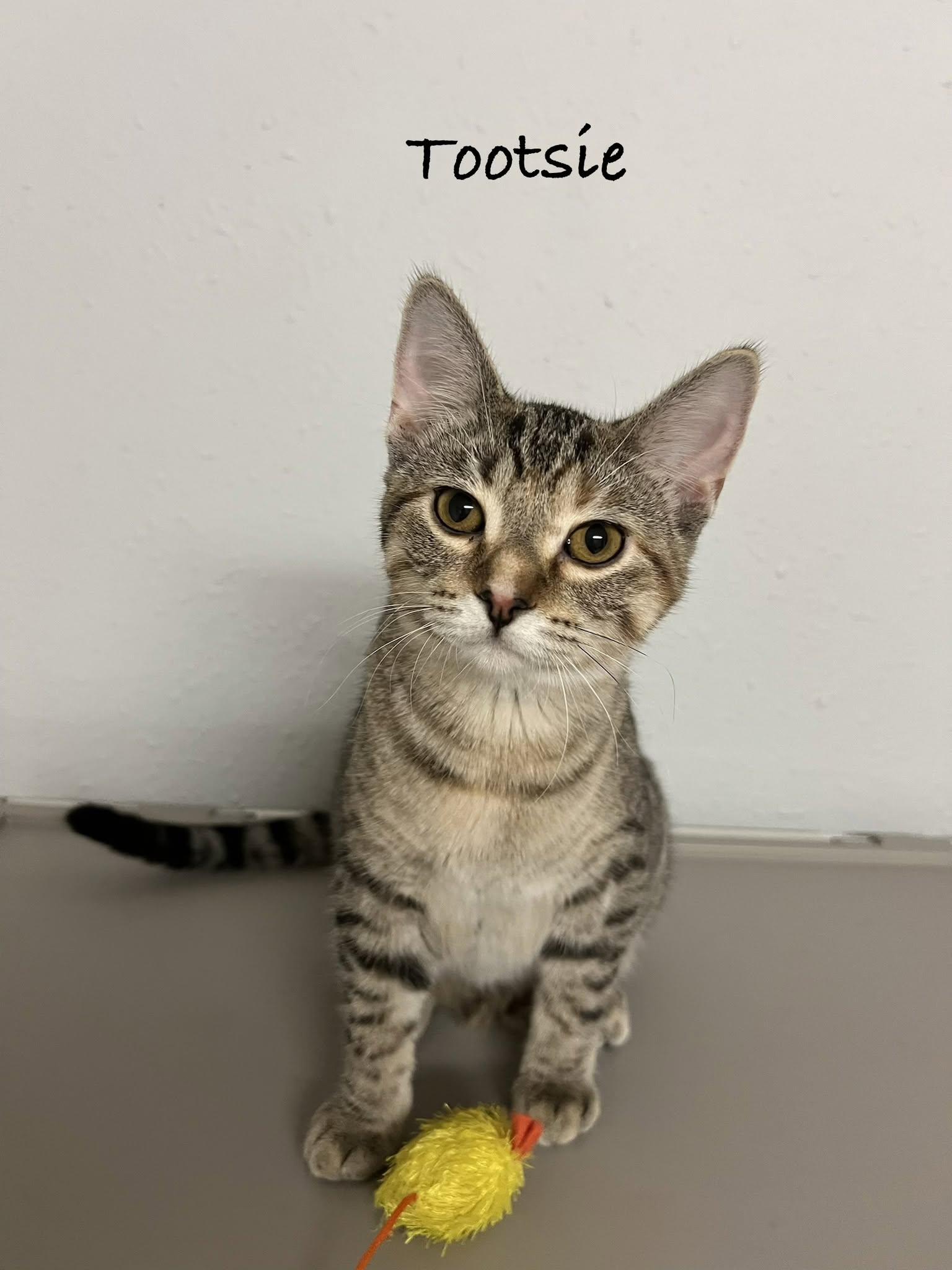 Tootsie
