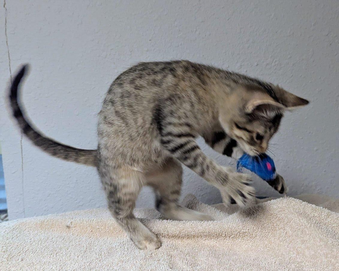 Tootsie, a ADOPTABLE Domestic Short Hair in Little Falls, MN image 2/6