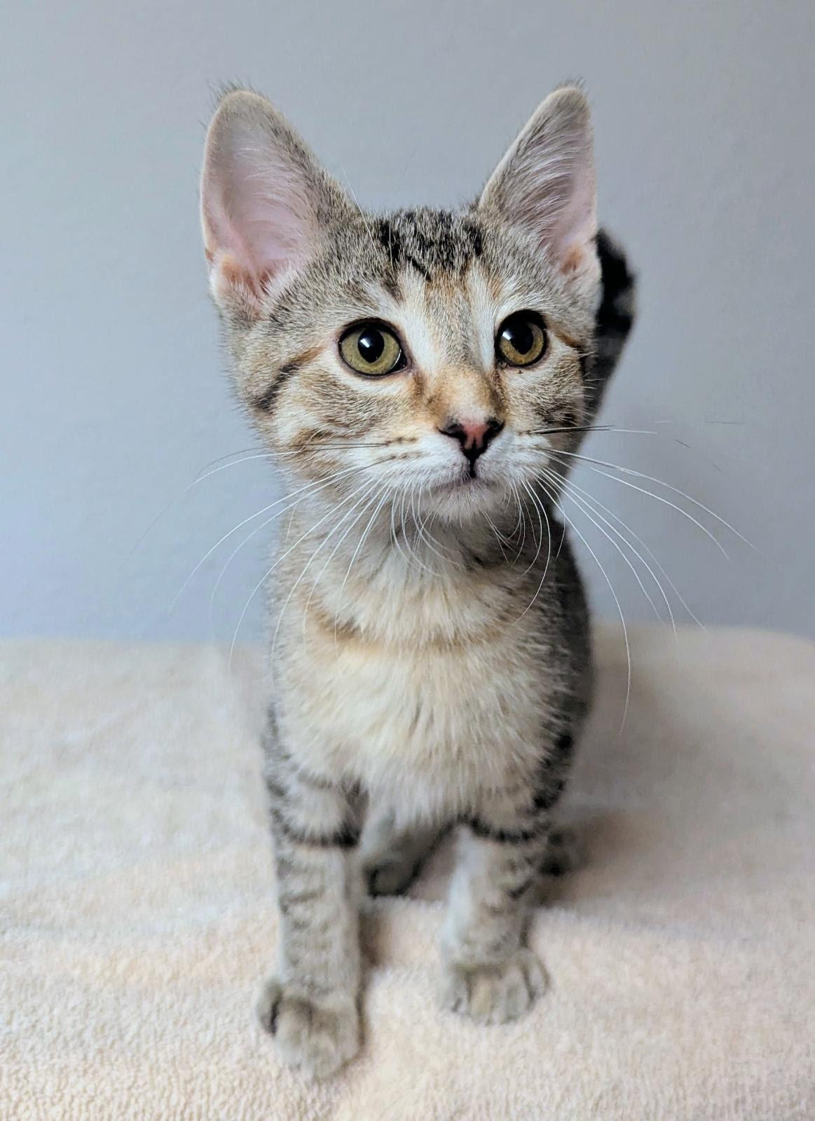 Tootsie, a ADOPTABLE Domestic Short Hair in Little Falls, MN image 5/6