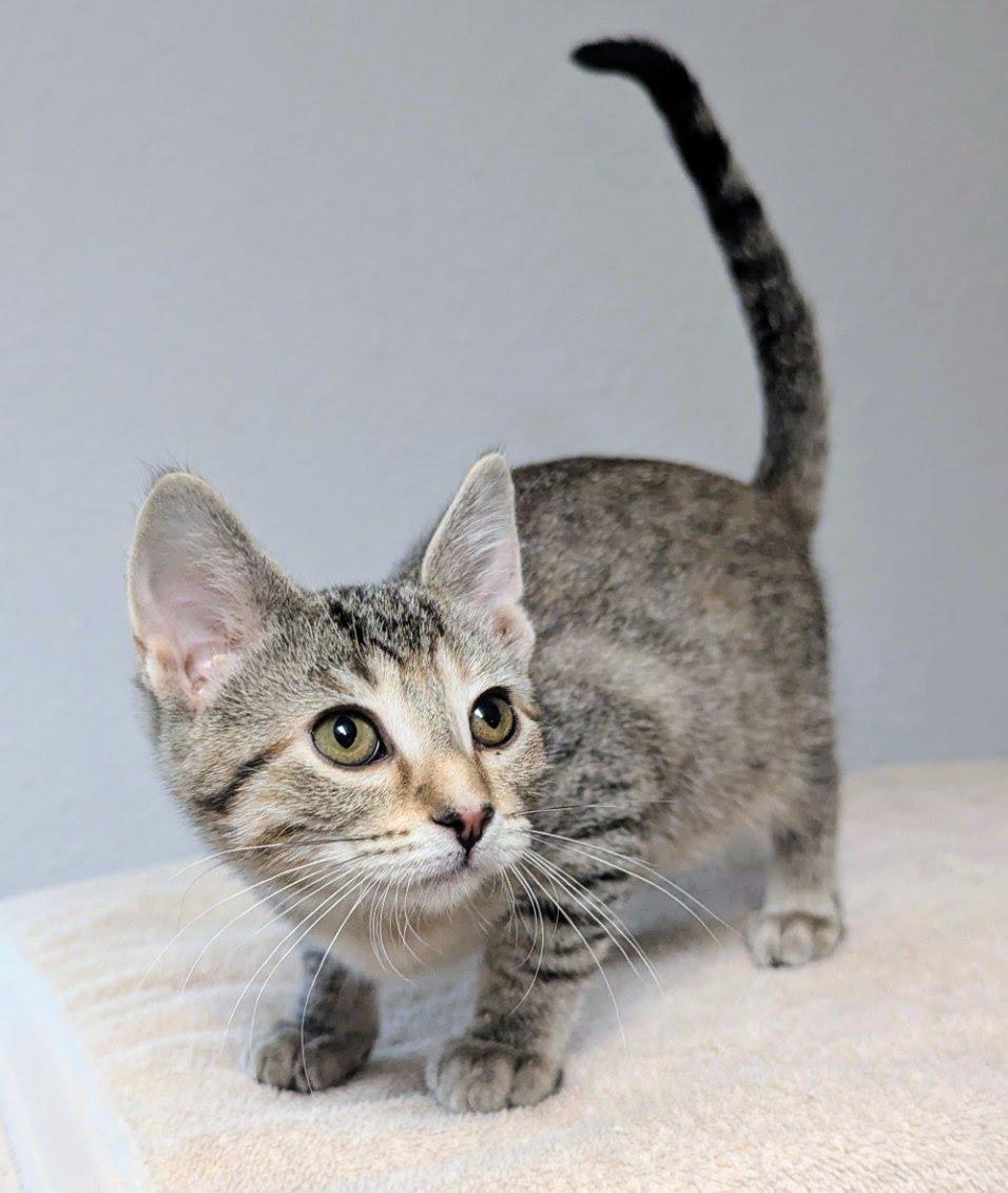 Tootsie, a ADOPTABLE Domestic Short Hair in Little Falls, MN image 3/6