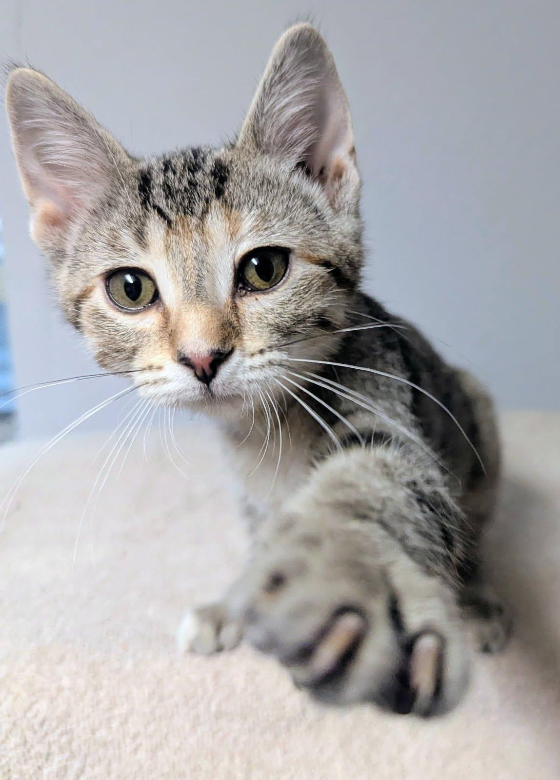 Tootsie, a ADOPTABLE Domestic Short Hair in Little Falls, MN image 6/6