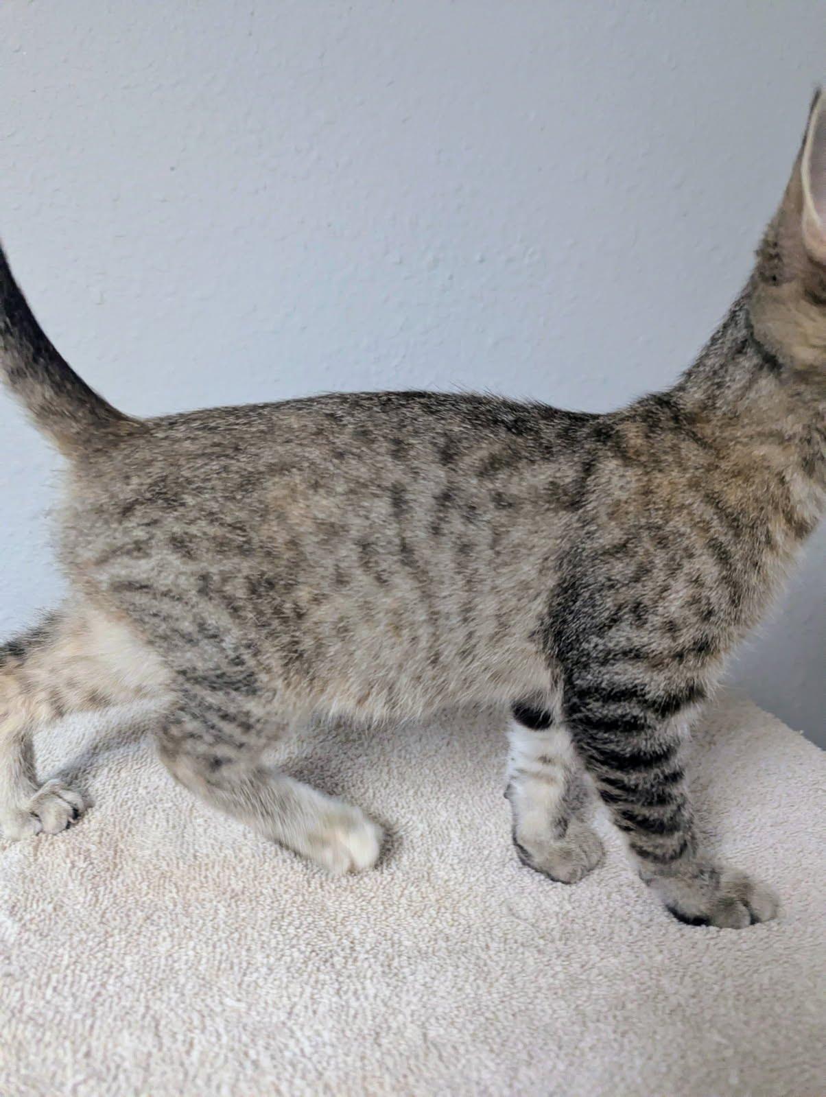 Tootsie, a ADOPTABLE Domestic Short Hair in Little Falls, MN image 4/6