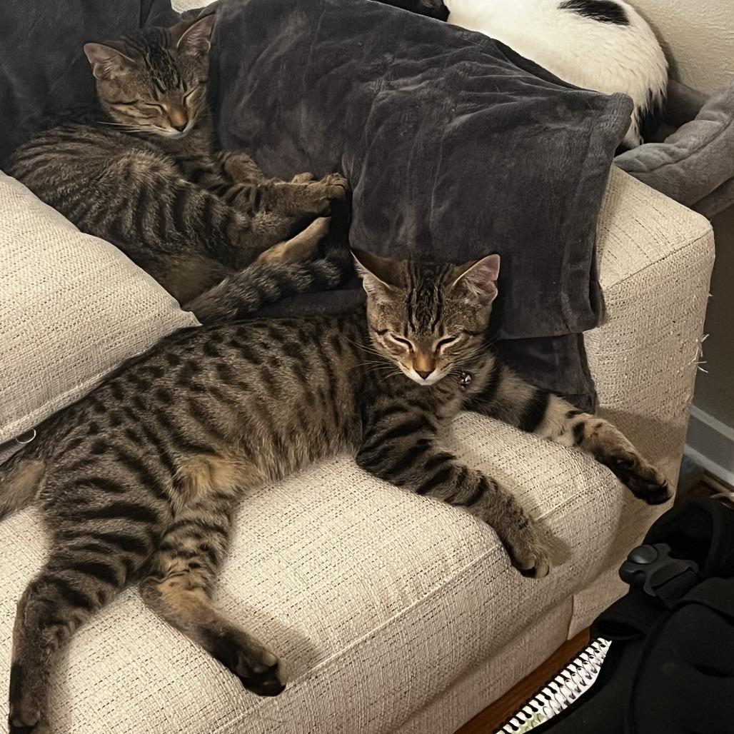 Sous Chef, Adoptable, Young Male Domestic Short Hair.