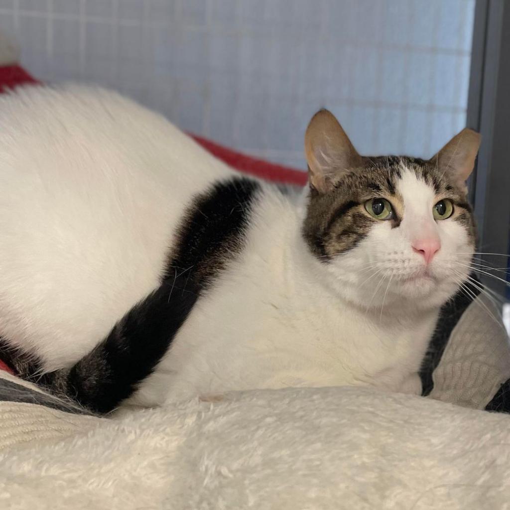 Pumpkin Patch, Adoptable, Senior Male Domestic Short Hair.