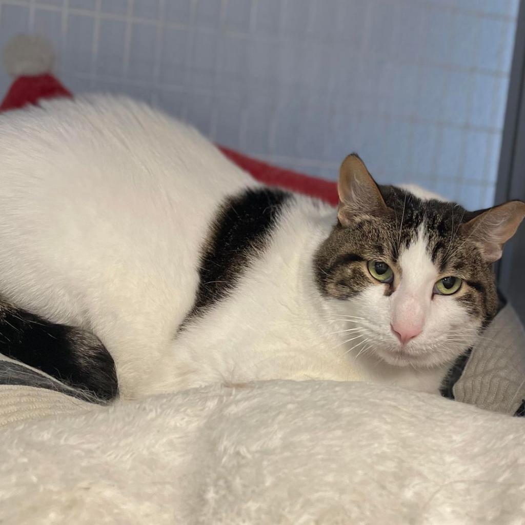 Pumpkin Patch, a Adoptable Domestic Short Hair in Chesapeake, VA image 2/6