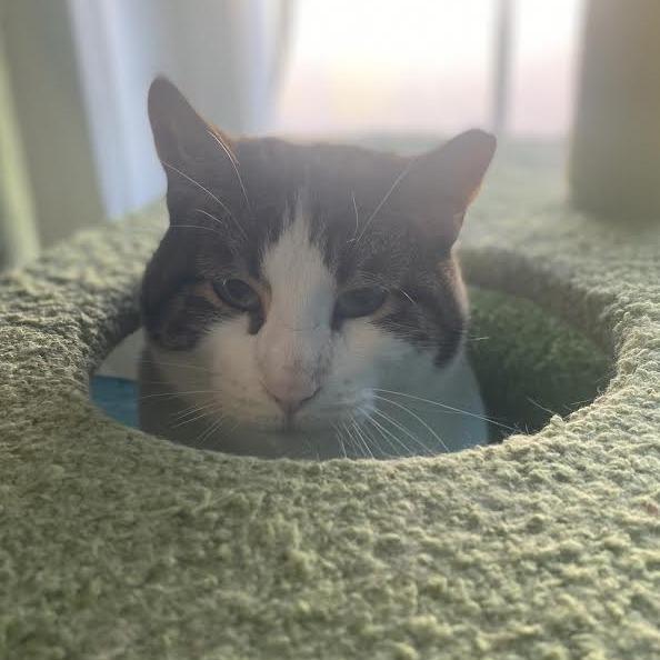 Pumpkin Patch, a Adoptable Domestic Short Hair in Chesapeake, VA image 3/6