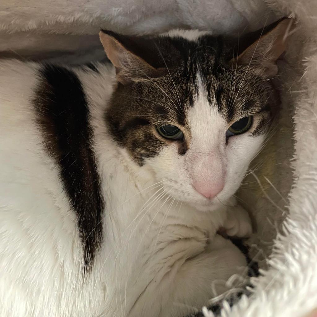 Pumpkin Patch, a Adoptable Domestic Short Hair in Chesapeake, VA image 4/6