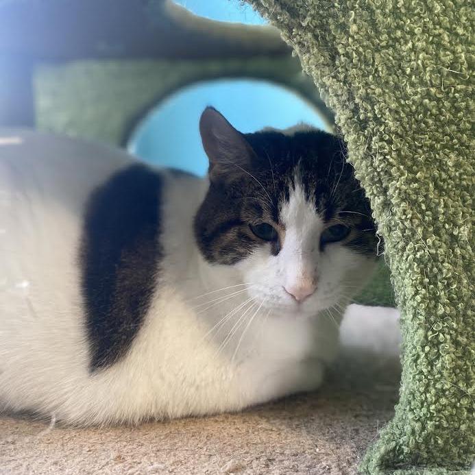 Pumpkin Patch, a Adoptable Domestic Short Hair in Chesapeake, VA image 5/6