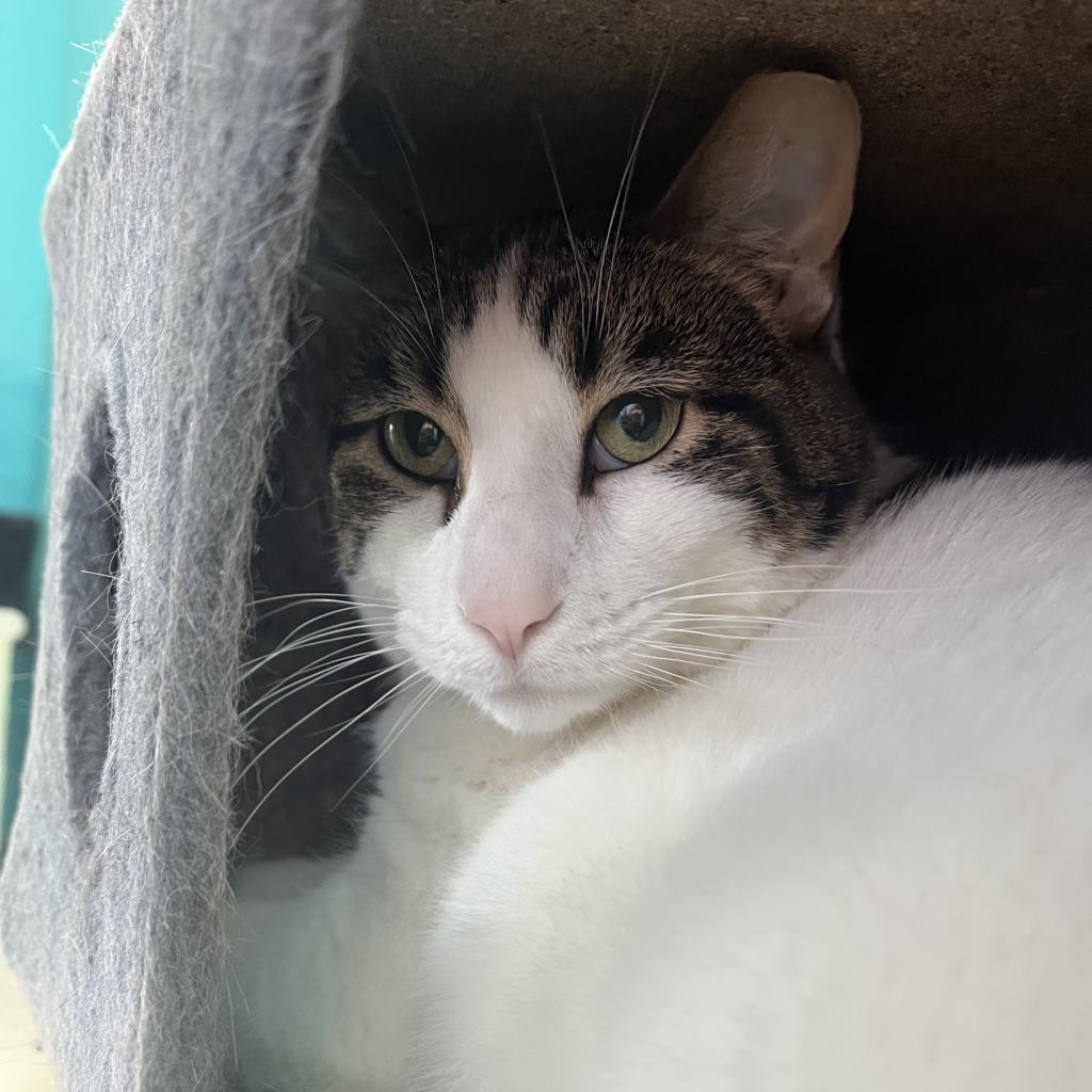 Pumpkin Patch, a Adoptable Domestic Short Hair in Chesapeake, VA image 6/6