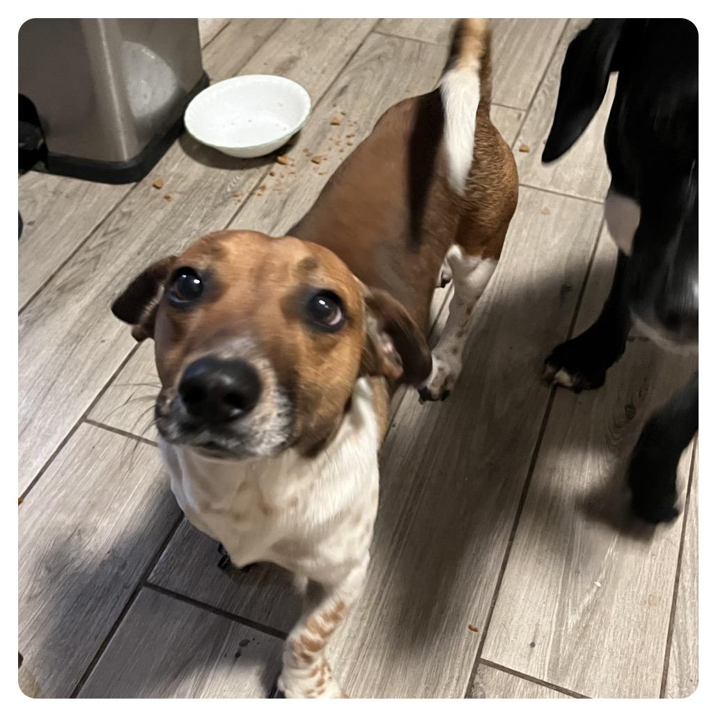 Bug, a Adoptable mixed breed in Fort Smith, AR image 1/2