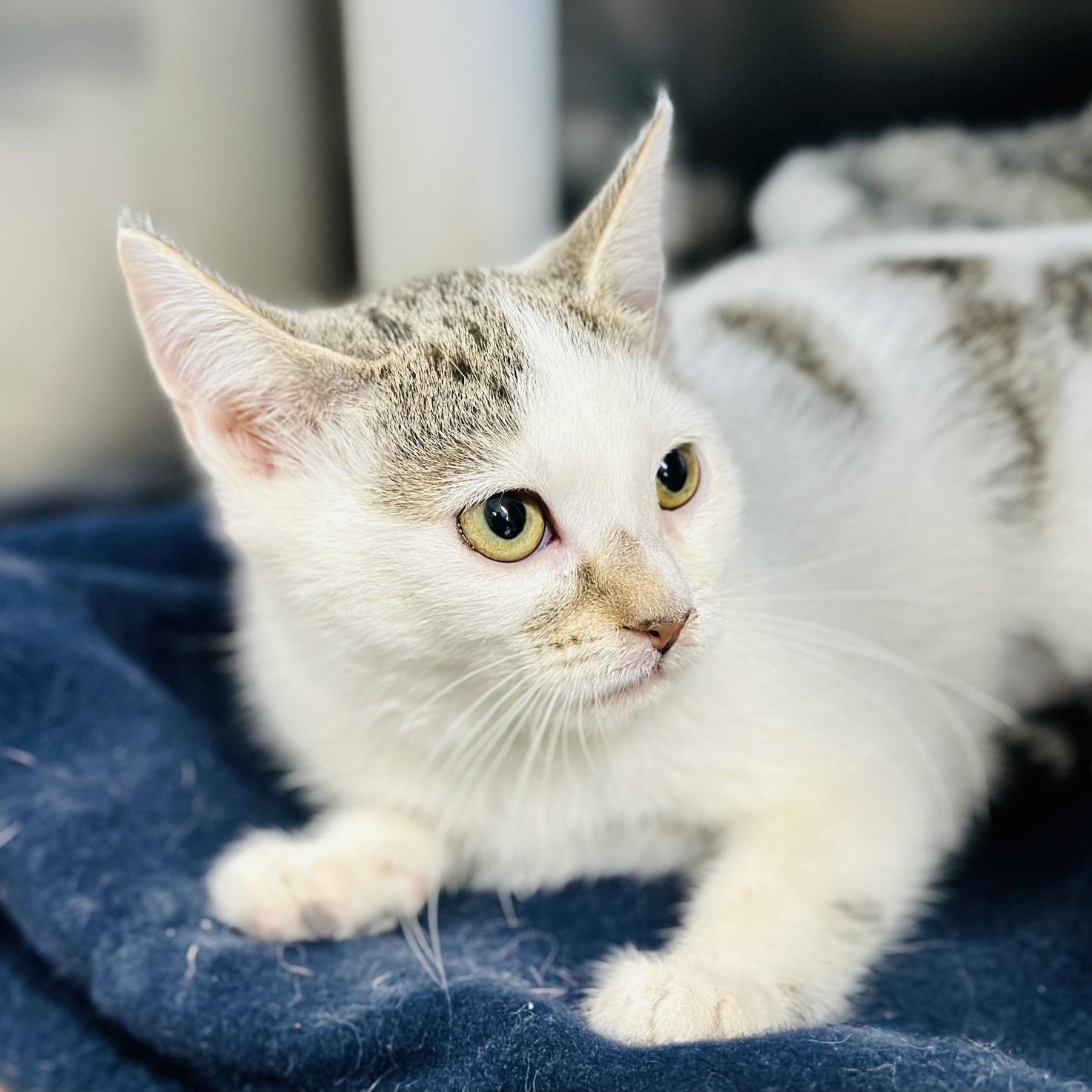 Ming Ming, Adoptable, Kitten Female Domestic Short Hair.