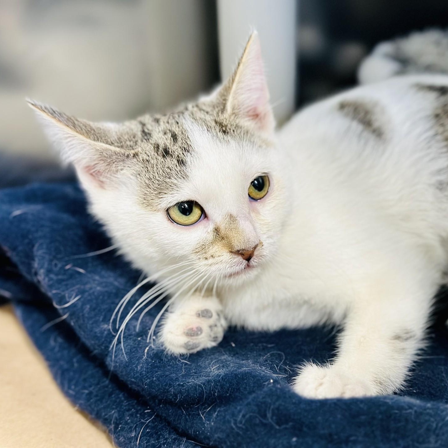 Ming Ming, a Adoptable Domestic Short Hair in Jackson, NJ image 2/2