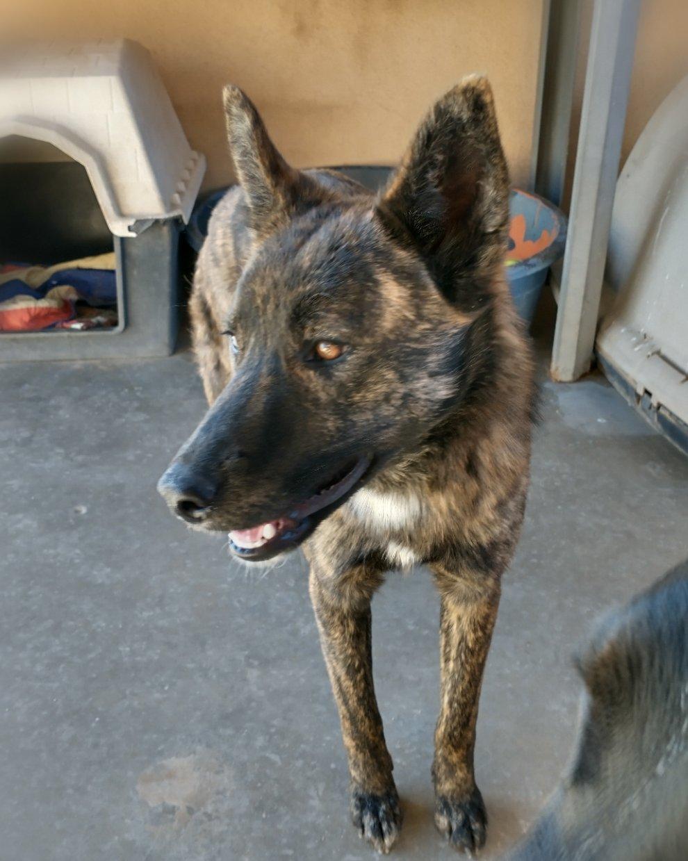 Peaches -, Adoptable, Young Female Cattle Dog & Border Collie.