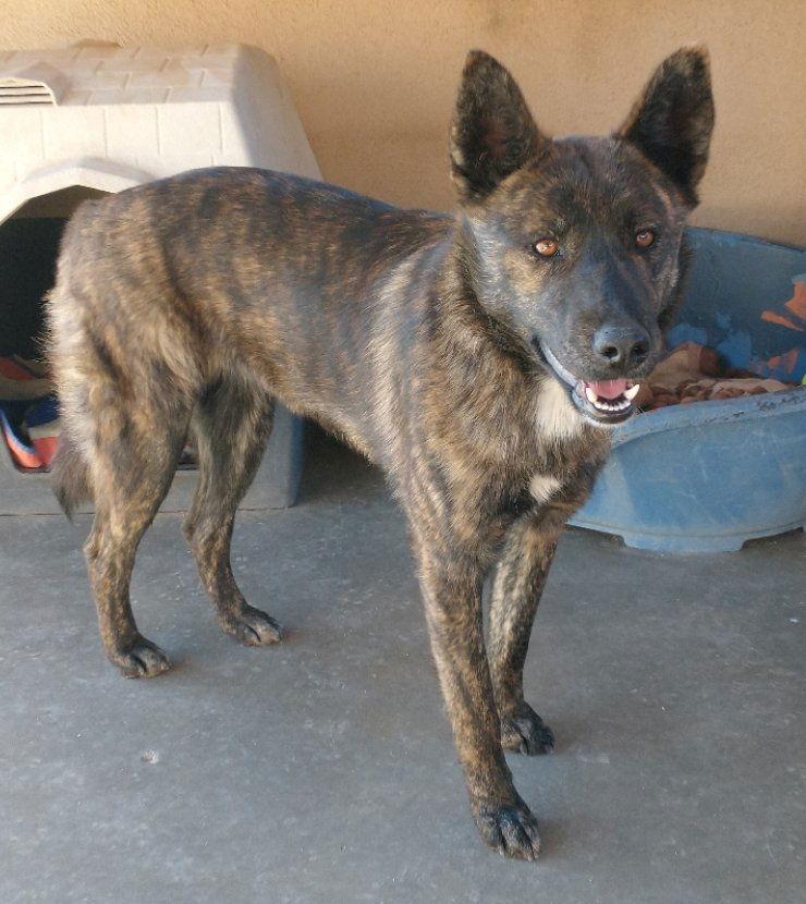 Peaches -, a Adoptable mixed breed in Apple Valley, CA image 2/3