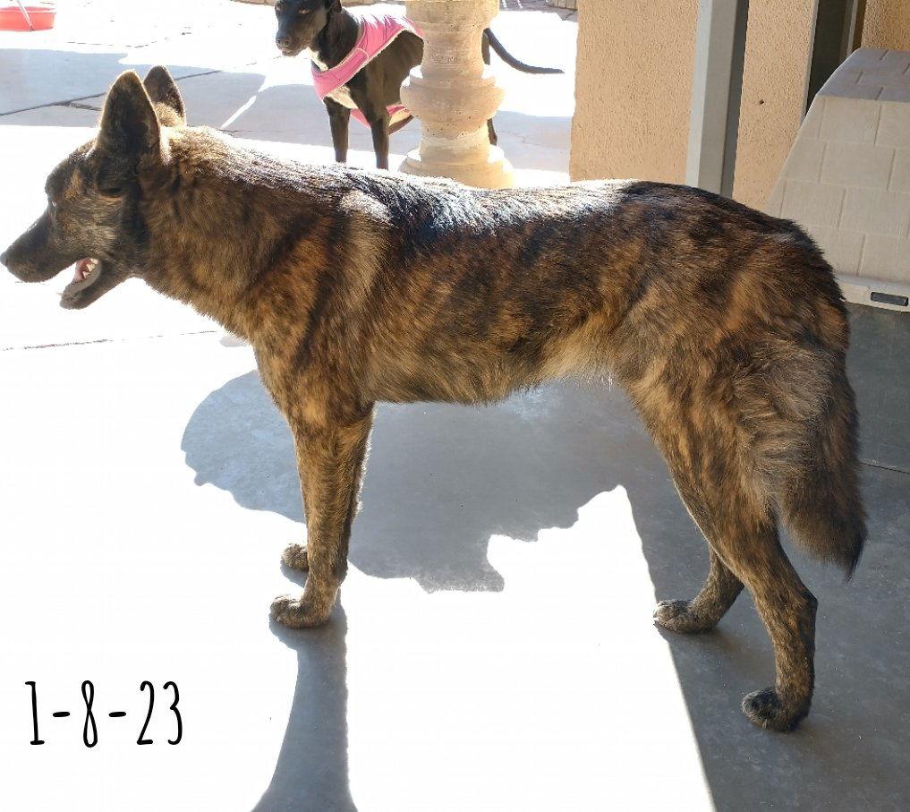 Peaches -, a Adoptable mixed breed in Apple Valley, CA image 3/3