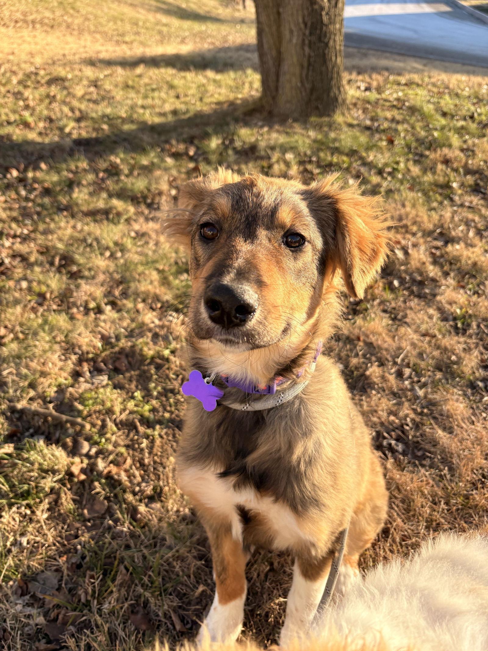 Incendia thumbnail 2