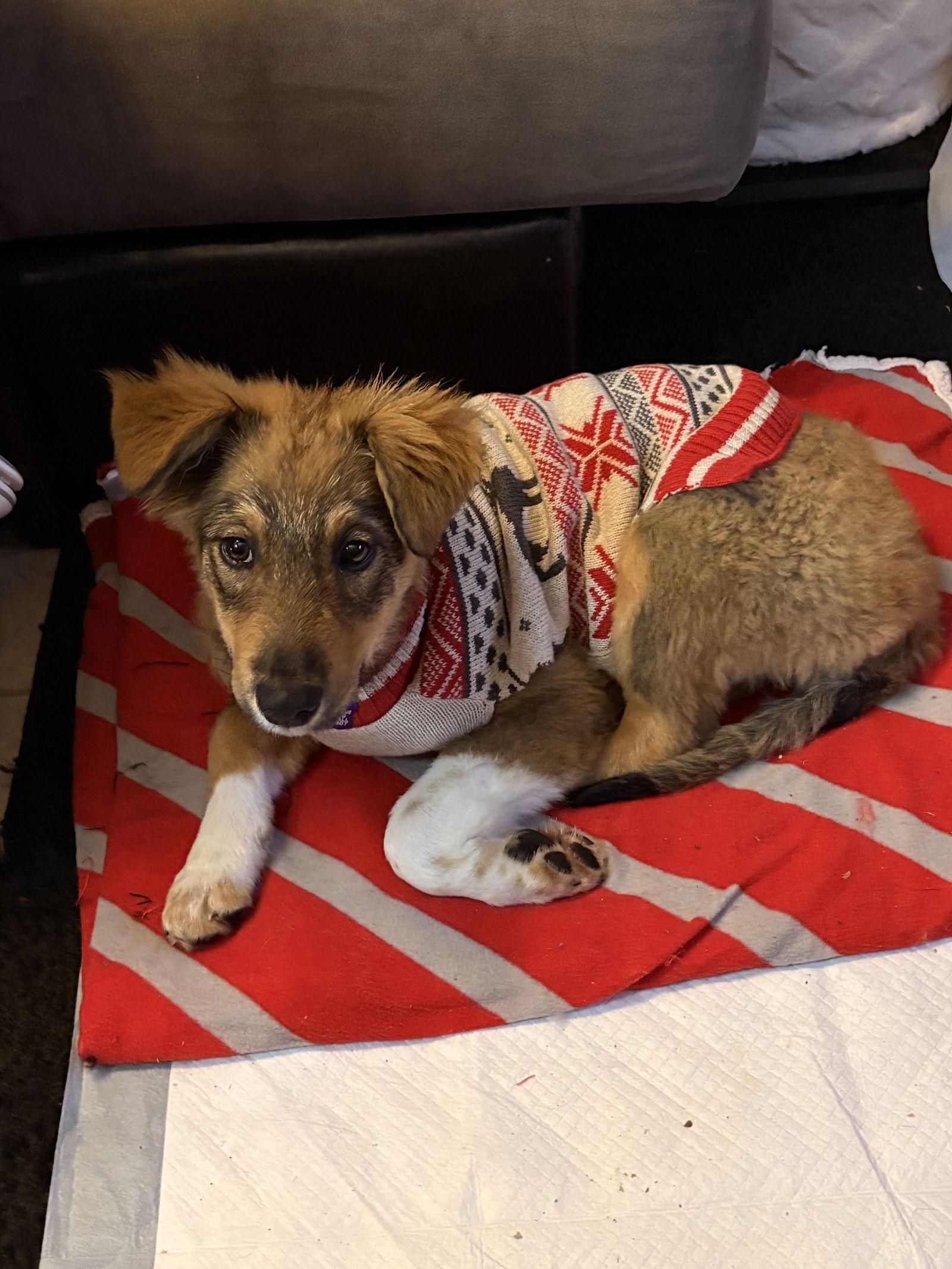 Incendia thumbnail 3