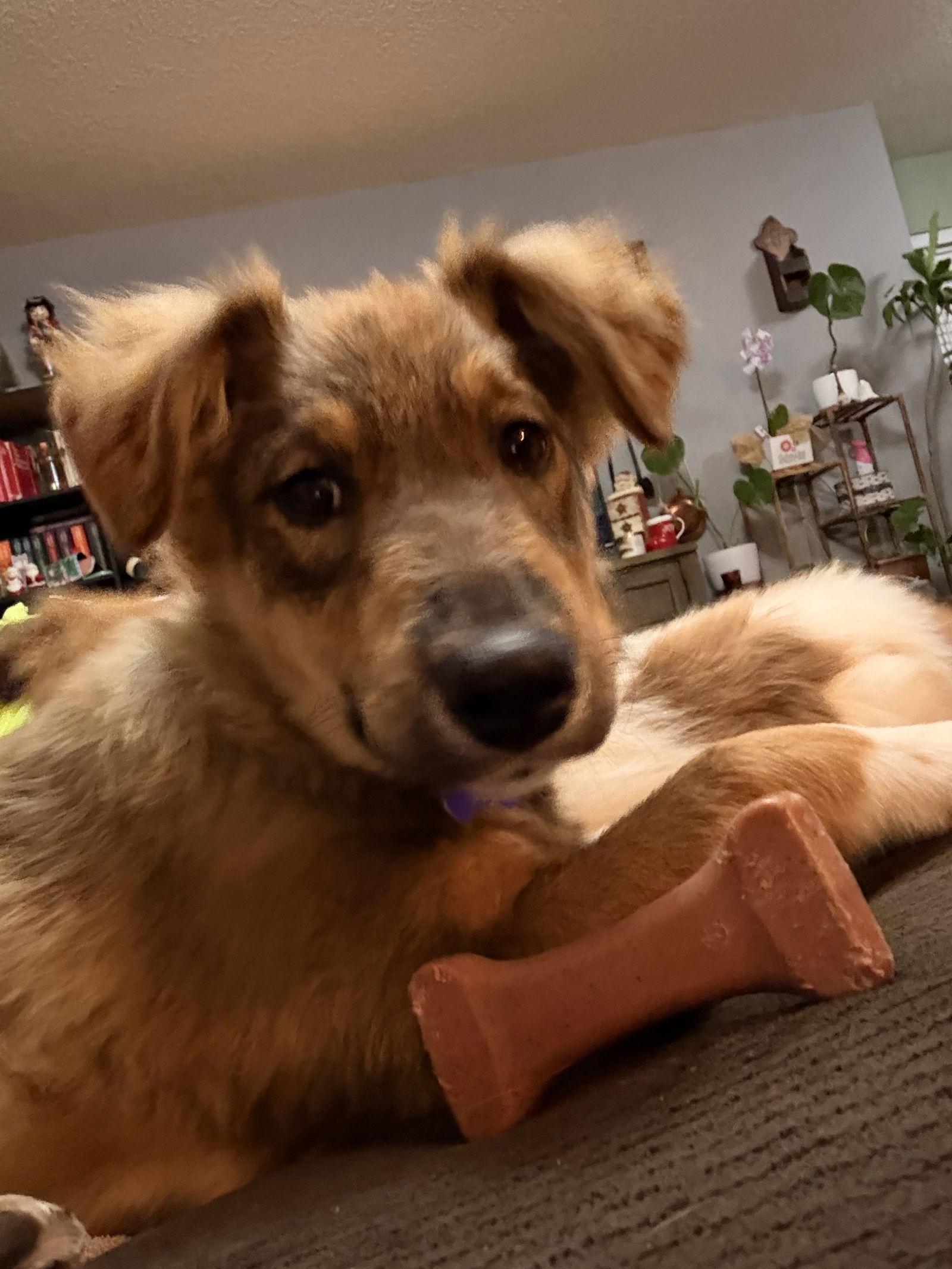 Incendia thumbnail 4