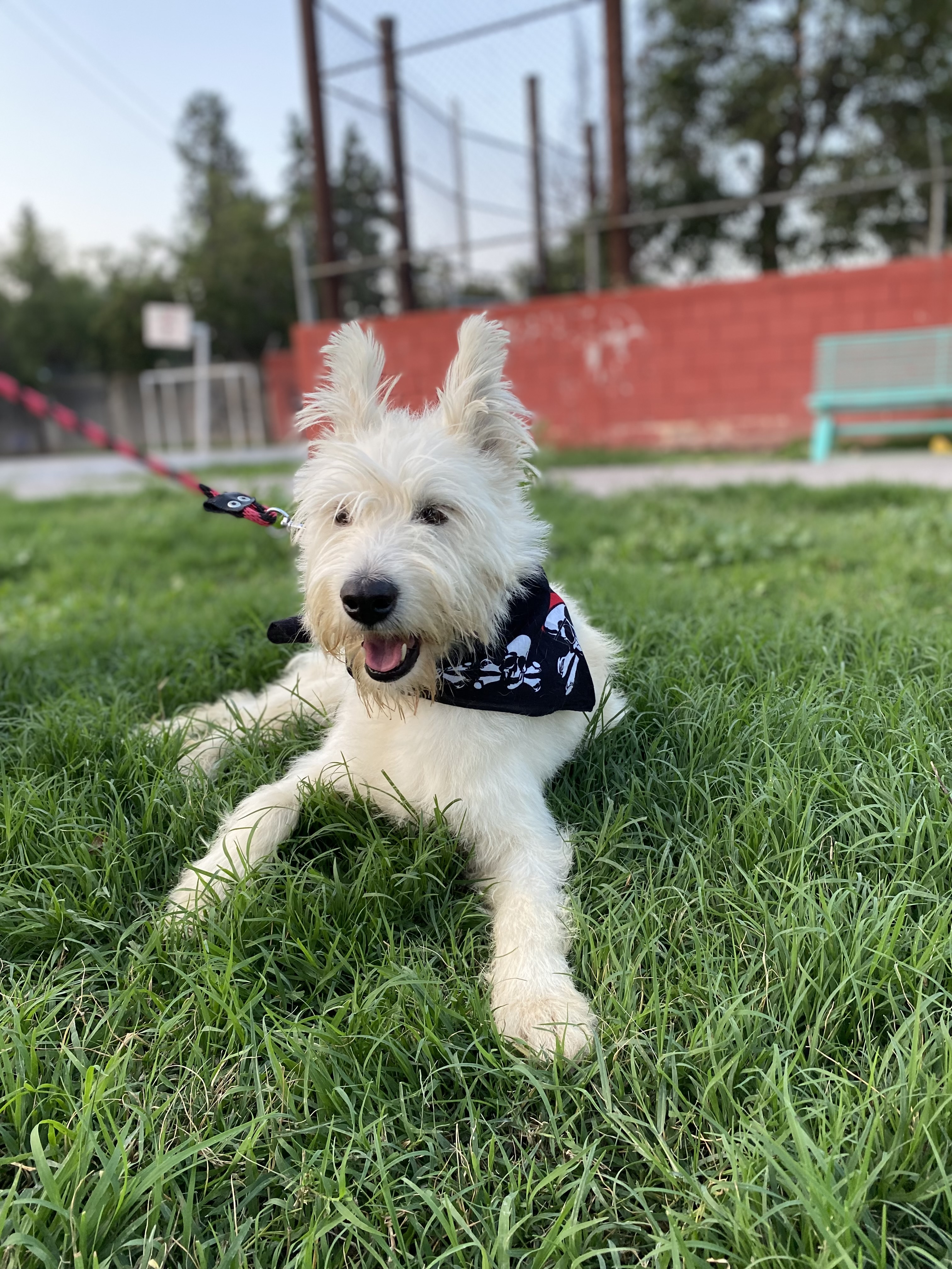 Dog for adoption Bolt, a Terrier Mix in Raleigh, NC Petfinder