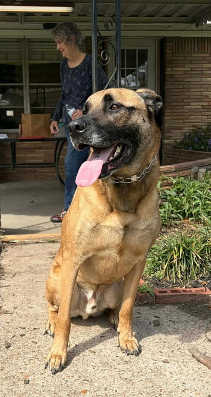 Enlarge Jasper, a Adoptable mixed breed in Remus, MI image 5/6